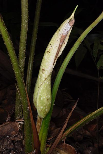 文件:Adelowendlandii 07.jpg