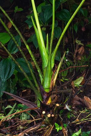 Pictured in Pacto - Pichincha Province Image Copyright © 2024 by María Eugenia Sulen