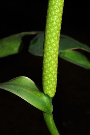 Croat 103856 from Caquetá, Colombia Pictured at the Jardin Botanique du Montet (Nancy, France) Image Copyright © 2014 by David Scherberich