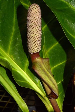 2015-1005, pictured in Royal Botanic Gardens, Kew Image Copyright © 2018 by David Scherberich