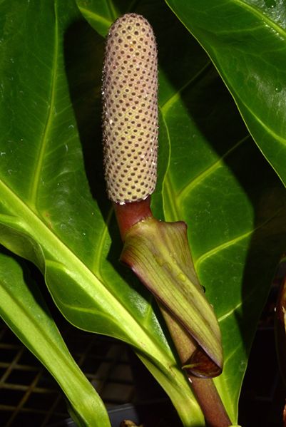 文件:Anthcubense 06.jpg