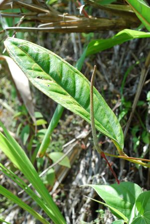 Croat 103981, pictured in Valle del Cauca, Colombia Image Copyright © 2013 by David Scherberich
