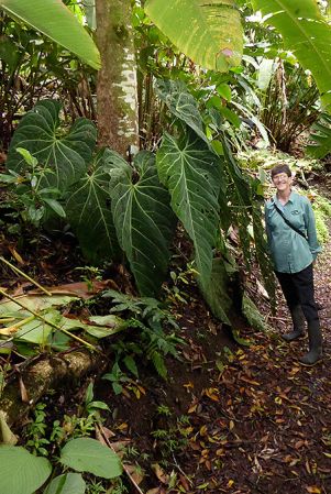 Pictured in cultivation in Volcan, Panama Image Copyright © 2016 by Bruce Dunstan