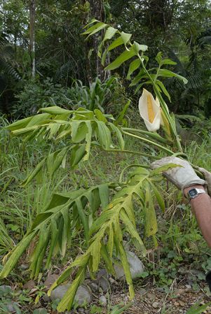 Croat 105803 pictured near Palora (Pastaza, Ecuador) Image Copyright © 2015 by David Scherberich