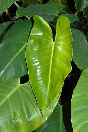 Croat 63430 from Quetzaltenango, Guatemala, pictured at the Jardin Botanique National de Belgique (Meise, Belgium) Image Copyright © 2010 by David Scherberich