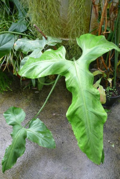 文件:Philobarrosoanum 06.jpg