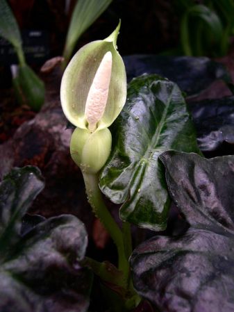 Pictured at the Jardin Botanique de Lyon (France) Image Copyright © 2005 by David Scherberich