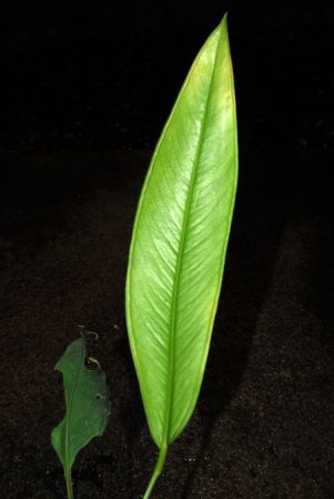 Croat 103856 from Caquetá, Colombia Pictured at the Jardin Botanique du Montet (Nancy, France) Image Copyright © 2014 by David Scherberich