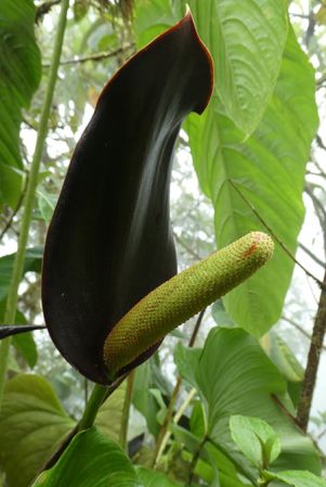 Pictured in Nutibara, Antioquia (Colombia) Image Copyright © 2019 by Bruce Dunstan