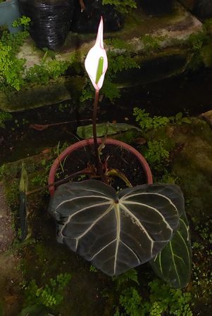 Pictured in cultivation in Volcan, Panama Image Copyright © 2016 by Bruce Dunstan