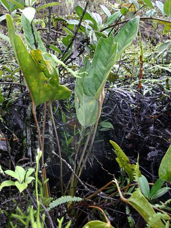 Pictured in Ecuador Image Copyright © 2008 by Josiane Guiard