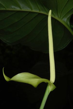 Pictured in Costa Rica Image Copyright © 2019 by Fred Muller