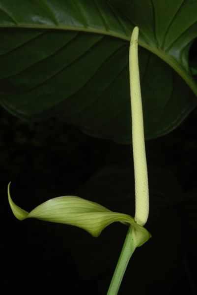 文件:AnthoerstedianumFM 04.jpg