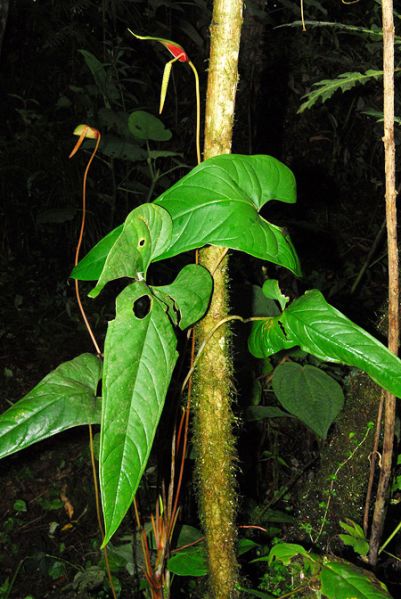 文件:AnthsanjorgenseCroat103882 01.jpg