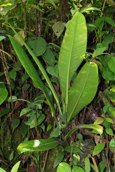 文件:Philoacutifolium 06.jpg