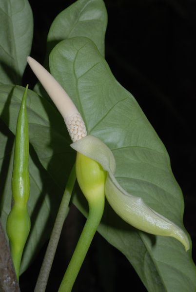 文件:Alocheterophylla 02.jpg