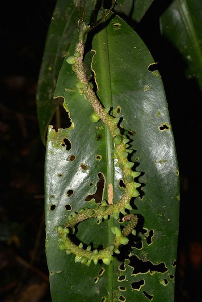 文件:AnthlongispadiceumCroat 03.jpg