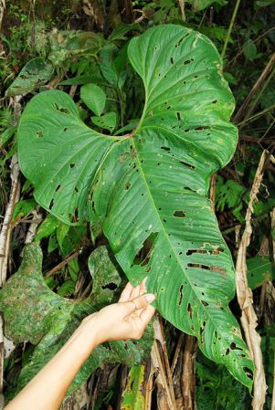 Croat 104457, pictured in Carchi, Ecuador Image Copyright © 2013 by David Scherberich