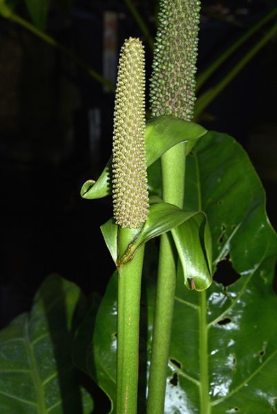 文件:Anthparaguayense 06.jpg