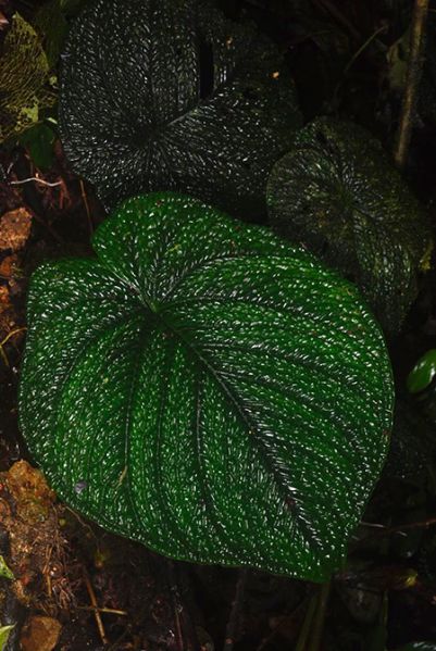 文件:AnthsplendidumFM 01.jpg