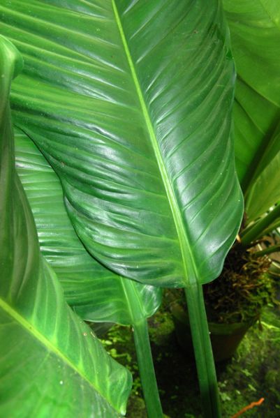 文件:PhiloacutifoliumGOET 03.jpg