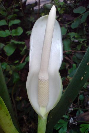 From Ecuador, pictured at the Jardin Botanique de Lyon (France) Image Copyright © 2012 by David Scherberich