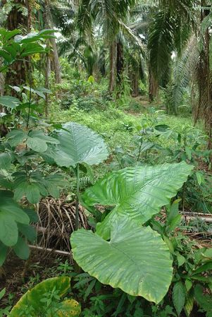 Pictured in Borneo: Sarawak Image Copyright © 2011 by Lars Nauheimer