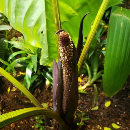 Pictured in the Amazon Spheres Image Copyright © 2020 by Alan Schroder