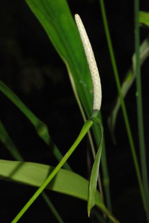 From Peru (Loreto), pictured at the Jardin Botanique de Lyon (France) Image Copyright © 2014 by David Scherberich