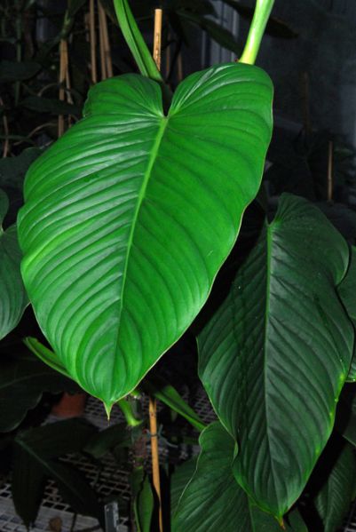 文件:PhiloschmidtiaeCroat 08.jpg
