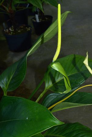 Croat 36601 from Turrialba/Costa Rica, pictured in Royal Botanic Gardens, Kew Image Copyright © 2015 by David Scherberich