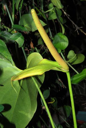 Pictured at the Jardín Botánico San Jorge (Ibagué, Colombia) Image Copyright © 2013 by David Scherberich