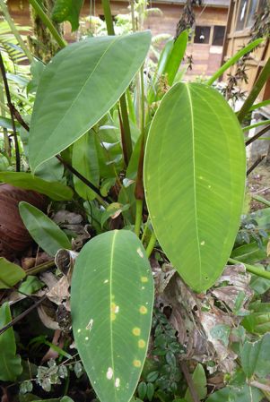 Pictured in La Planada Reserve, Narino, Colombia Image Copyright © 2018 by Bruce Dunstan