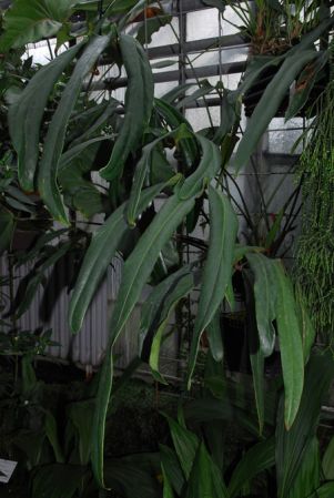 From Panama, pictured in the Botanischer Garten der Universität Heidelberg (Germany) Image Copyright © 2013 by David Scherberich