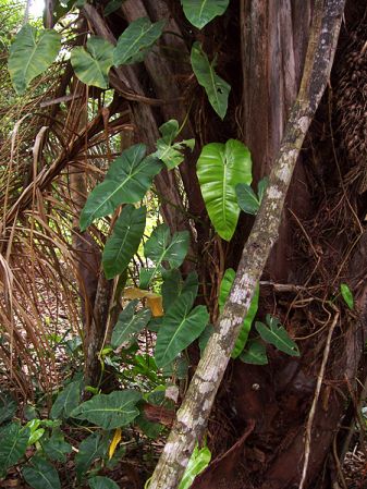 Pictured in French Guiana Image Copyright © 2006 by Josiane Guiard