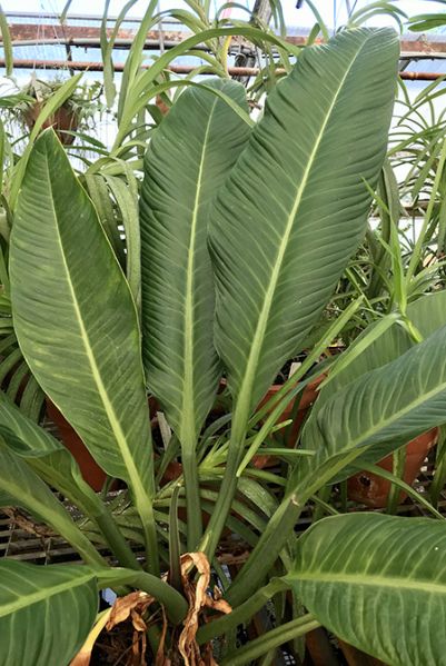 文件:PhiloacutifoliumCroat105670 01.jpg