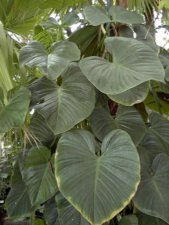 Pictured at the Jardin Botanique National de Belgique (Meise, Belgium) Image Copyright © 2004 by David Scherberich