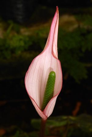 Pictured in cultivation in Volcan, Panama Image Copyright © 2016 by Bruce Dunstan