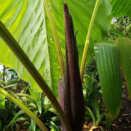 Pictured in the Amazon Spheres Image Copyright © 2020 by Alan Schroder
