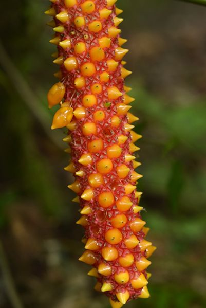 文件:AnthhuixtlenseFM 06.jpg