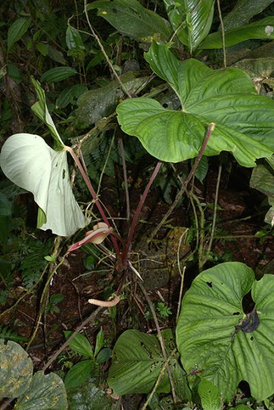 文件:AnthsagittatumCroat105641 03.jpg