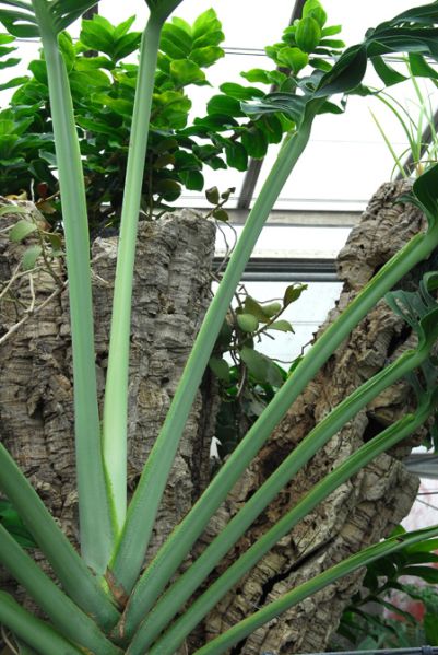 文件:Monsepipremnoides 05.jpg