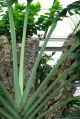 2026年6月1日 (一) 15:54版本的缩略图