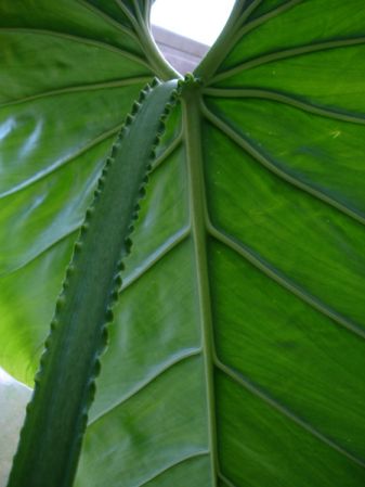 Pictured at the Botanischer Garten und Botanisches Museum Berlin-Dahlem (Germany) Image Copyright © 2006 by David Scherberich