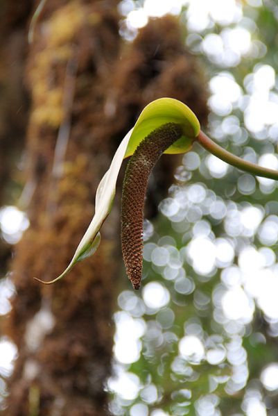 文件:AnthconcinnatumMR 04.jpg