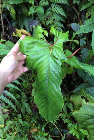 Pictured near Chipaque, Cundinamarca (Colombia) Image Copyright © 2017 by Rebecca Hilgenhof