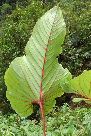 Croat 103841 pictured in Caquetá, Colombia Image Copyright © 2013 by David Scherberich