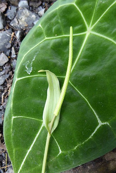 文件:AnthforgetiiBD 04.jpg