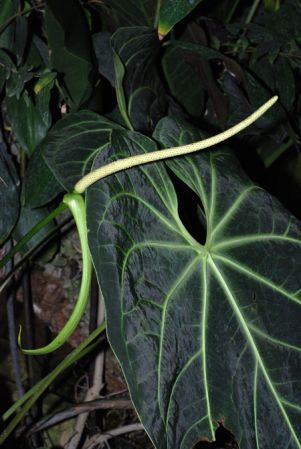 Pictured at the Jardin Botanique de Lyon (France) Image Copyright © 2007 by David Scherberich