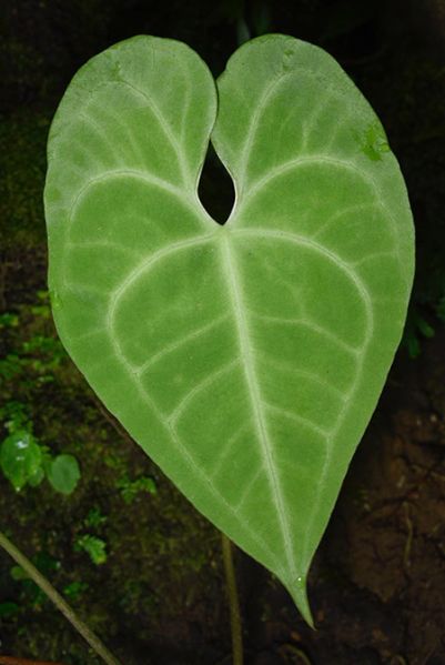 文件:AnthleuconeurumFM 05.jpg